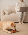 Perro usando el Tronco Mágico en el living