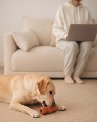 Perro usando el Tronco Mágico en casa