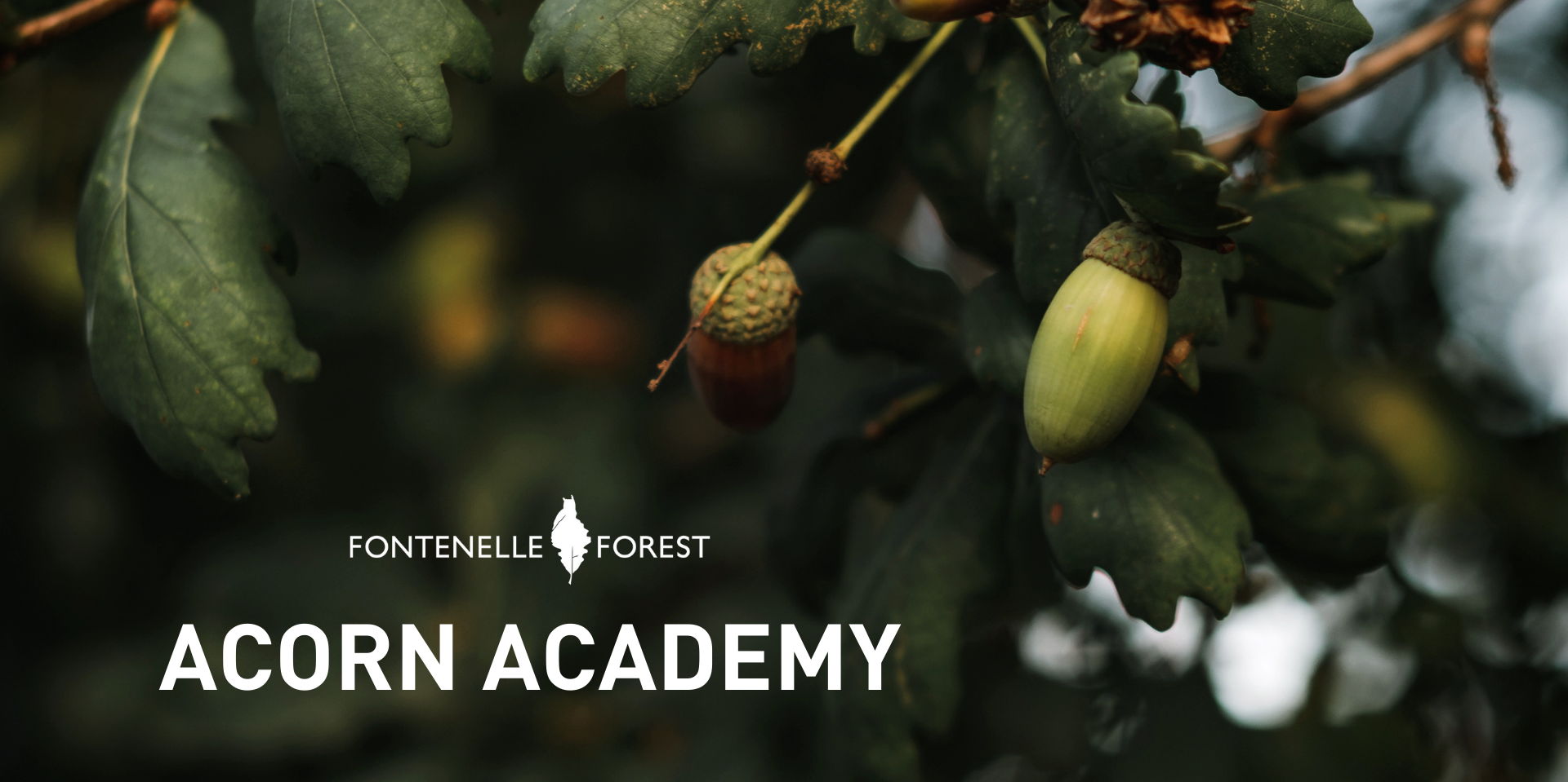Acorn Academy promotional image