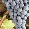 grappe de raisin de Durize