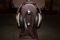 Audeze EL-8 Open Back Planar Magnetic Headphones 5