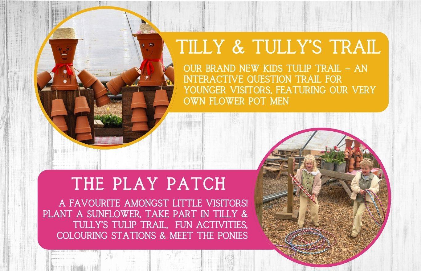 Experience Tulip Fest 2026 - the South West’s original and largest tulip festival. Explore over 500,000 blooms, 60 vibrant varieties, stunning photo spots, family-friendly entertainment, and a touch of Holland in the heart of Devon. Don’t miss this spectacular spring event!
