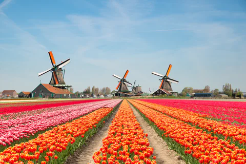 Amsterdam Schiphol Airport Layover Tour, Airport Pick Up + Drop Off