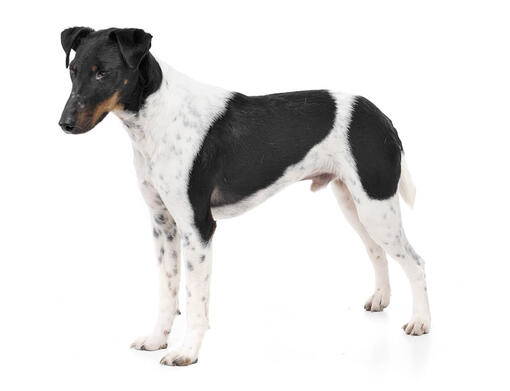 fox terrier and chihuahua mix