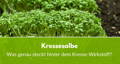 kressesalbe wirkstoff