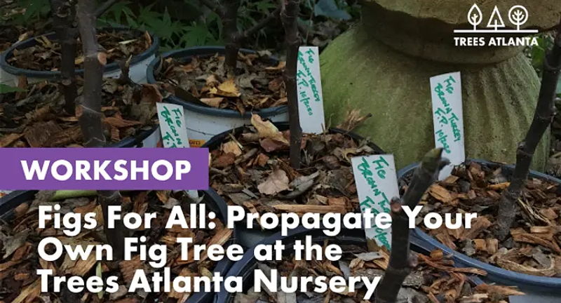 Workshop: Figs for All: Propagate Your Own Fig at Trees Atlanta Nursery