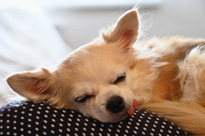 chihuahua suffering from heart problems