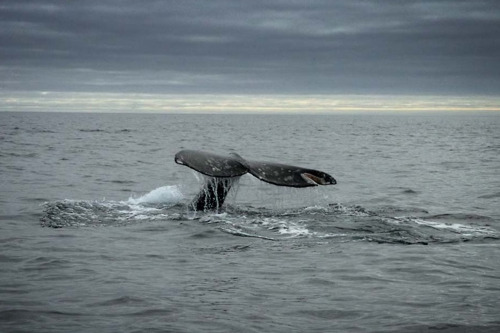 Фотоохота на китов