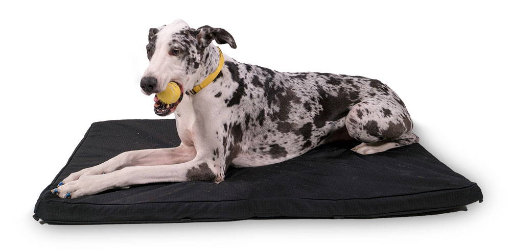 a large dog chewing a ball and lying on a orthopedic crate pad