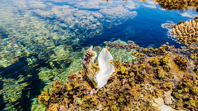 Clam, Ras Mohammed National Park, Sinai, Egypt