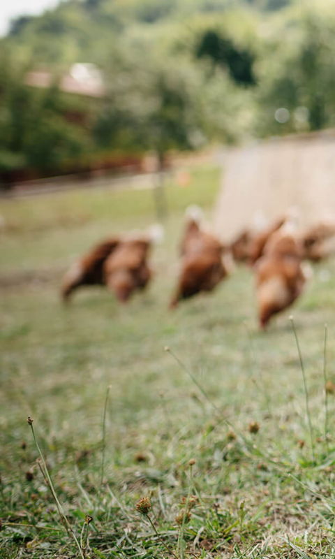Ausflugsziel für Groß & Klein