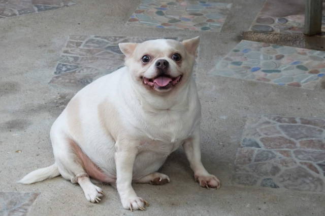 Chihuahua fat