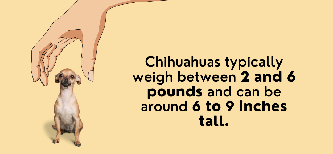 how small is the chihuahua