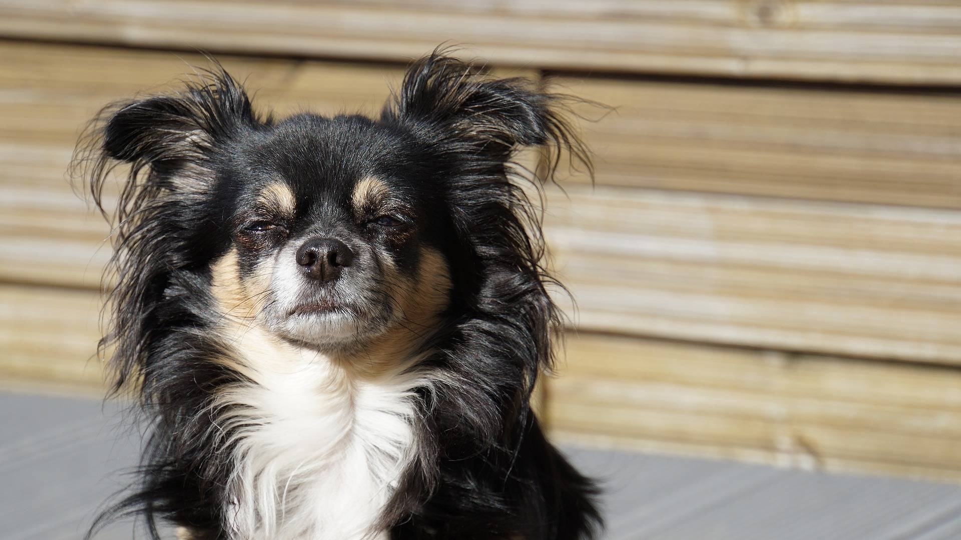 are long haired chihuahuas hypoallergenic