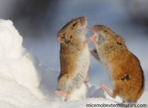mouse_pests_issue_at_home_during_winter