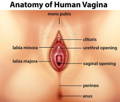 Vaginal schematic diagram