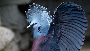 zoom erlebniswelt vogel