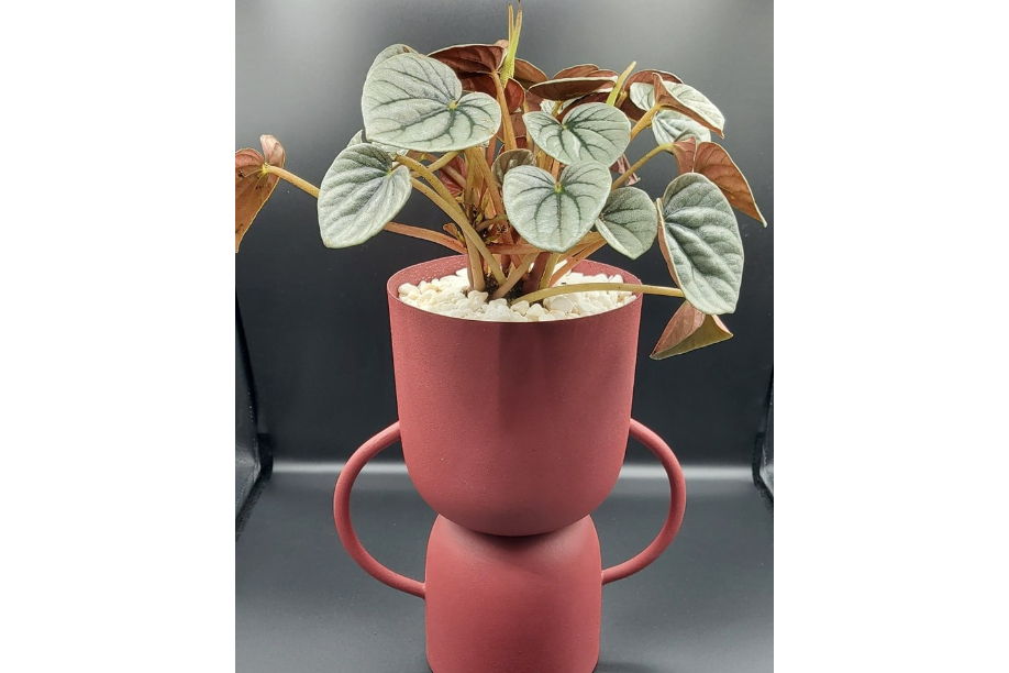 Leafy Lovers Voucher - Image 3