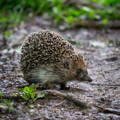European hedgehog walking on the forest floor