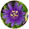Passion Flower as part of the best ashwagandha supplement