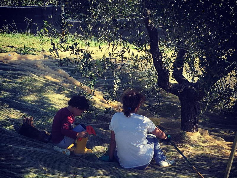 Tour enogastronomici Altopascio: Giornata in uliveto: tradizioni e sapori toscani