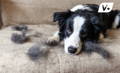how to tell if my dog has an ear infection?