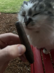 Cat-approved