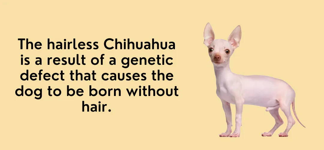 bald chihuahua