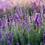 Priitschln - Feuchtigkeit PUR Bio Lavendelhydrolat