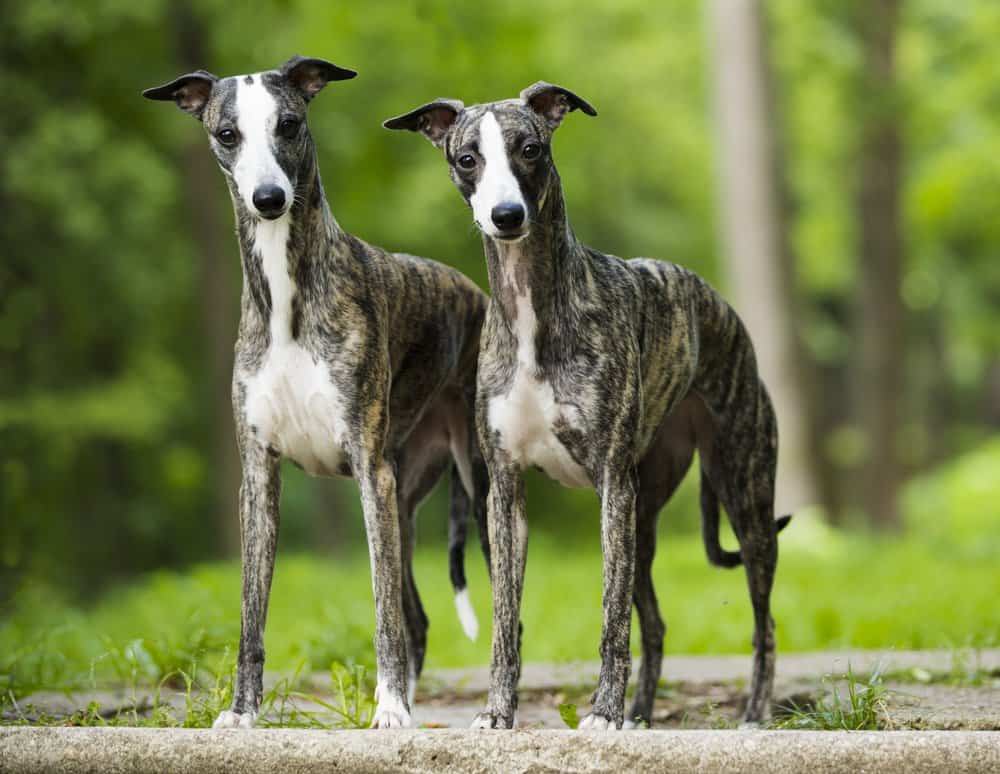 whippet and chihuahua mix
