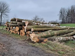  Drewno z wycinki złożone w km 7+200