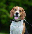 Hund sitzt auf der Wiese und hechelt in die Kamera