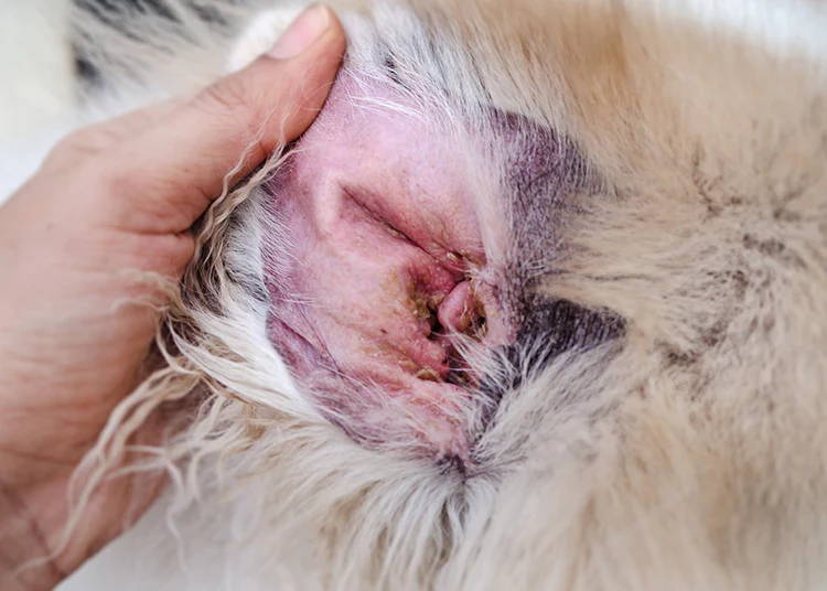 Infected dog ear showing redness and inflammation