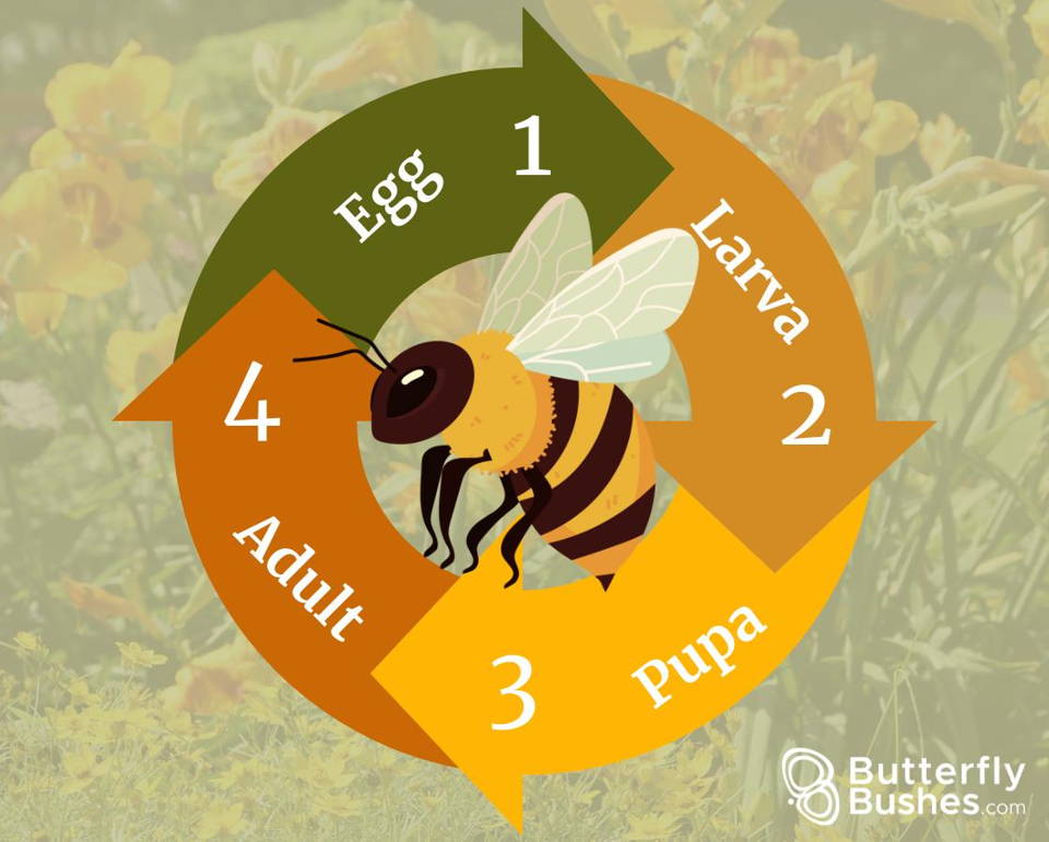 Honeybee lifecycle graphic