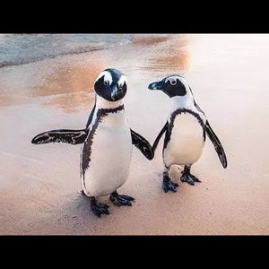 Cape Peninsula Tour for Two
