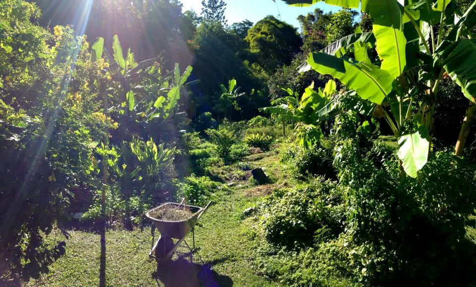 Noosa Forest Permaculture Design Course
