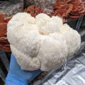 Gloved hand holding lions mane msuhroom cluster