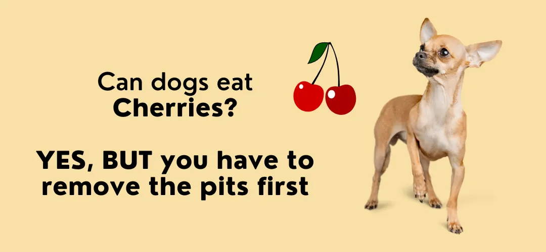 what food can dogs eat