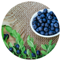 bowl of bilberries included in the best multivitamins for men whole food blend
