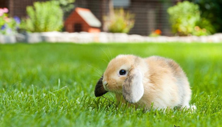 rolfs streichelzoo hase auf wiese