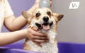 Dog with floppy ears prone to ear infections