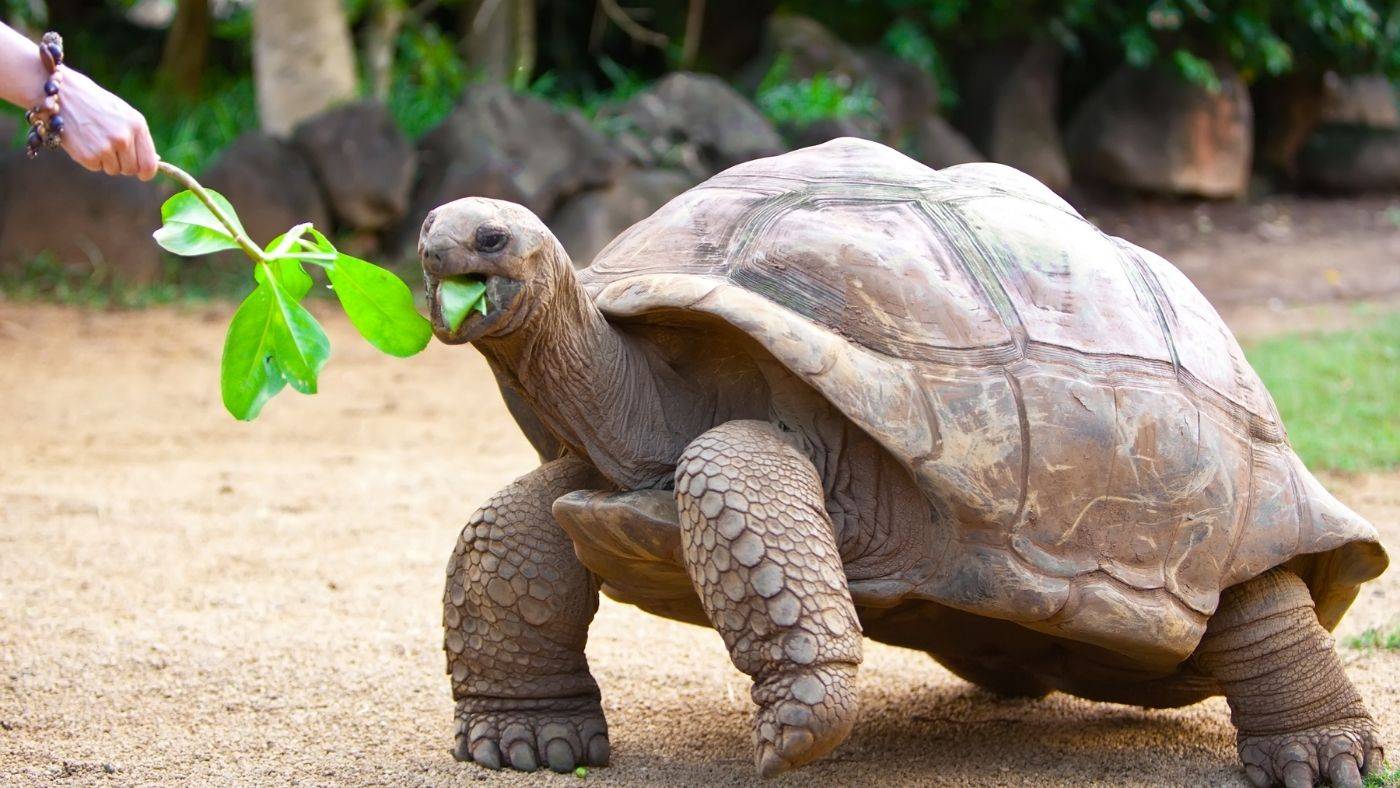 Bambina Seychelles Travel Guide Giant Aldabra Tortoise