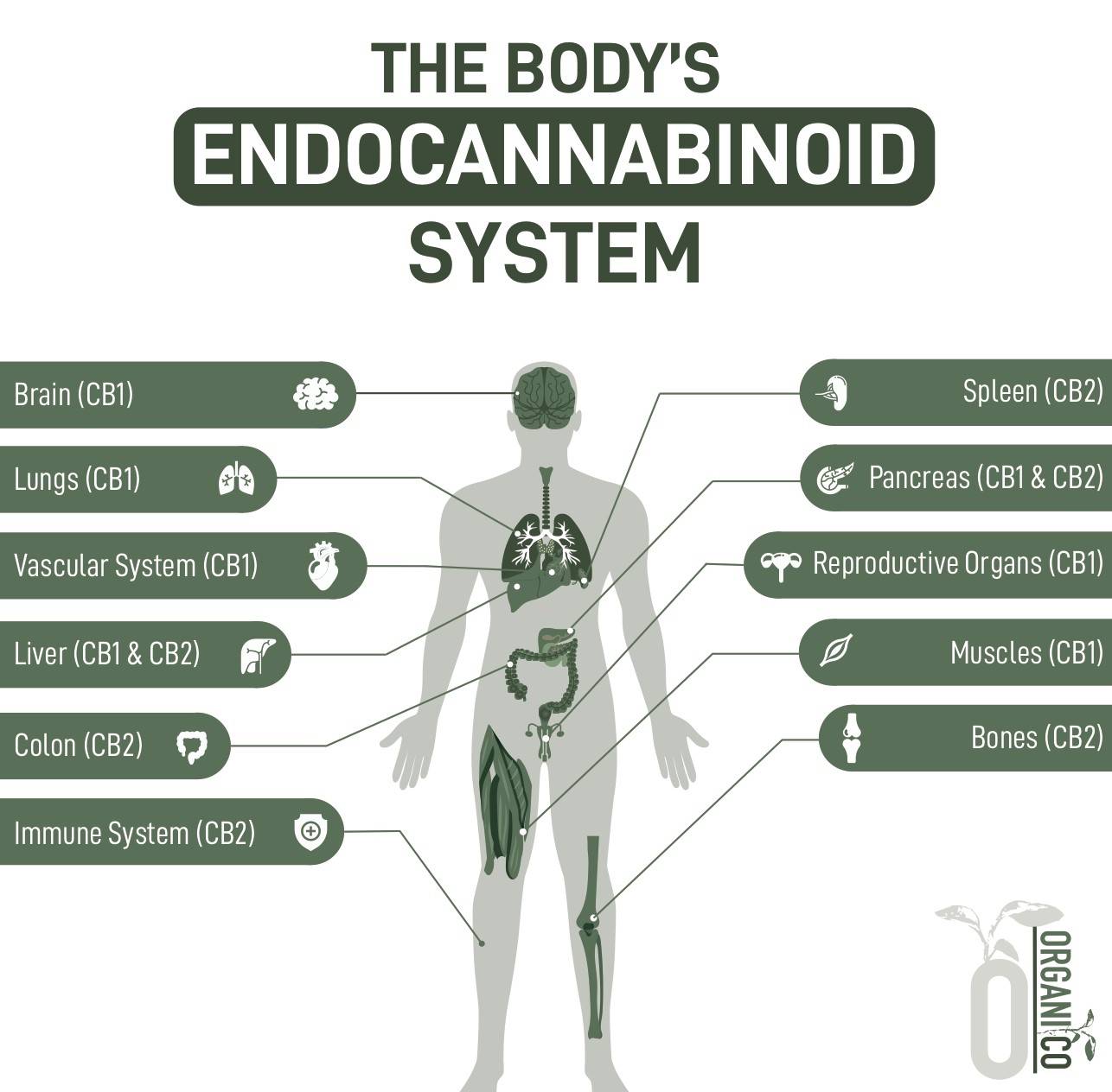 ENDOCANNABINOID SYSTEM (ECS system)