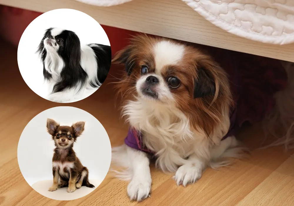 japanese chin chihuahua mix puppies for sale