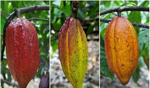 Different varieties of cacao Criollo, Forastero and Trinitario (left to right).