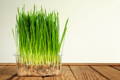 clear, plastic container of fresh wheat grass growing straight up; roots shown at bottom