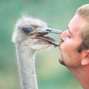 Guest Hub - Cango Ostrich Farm