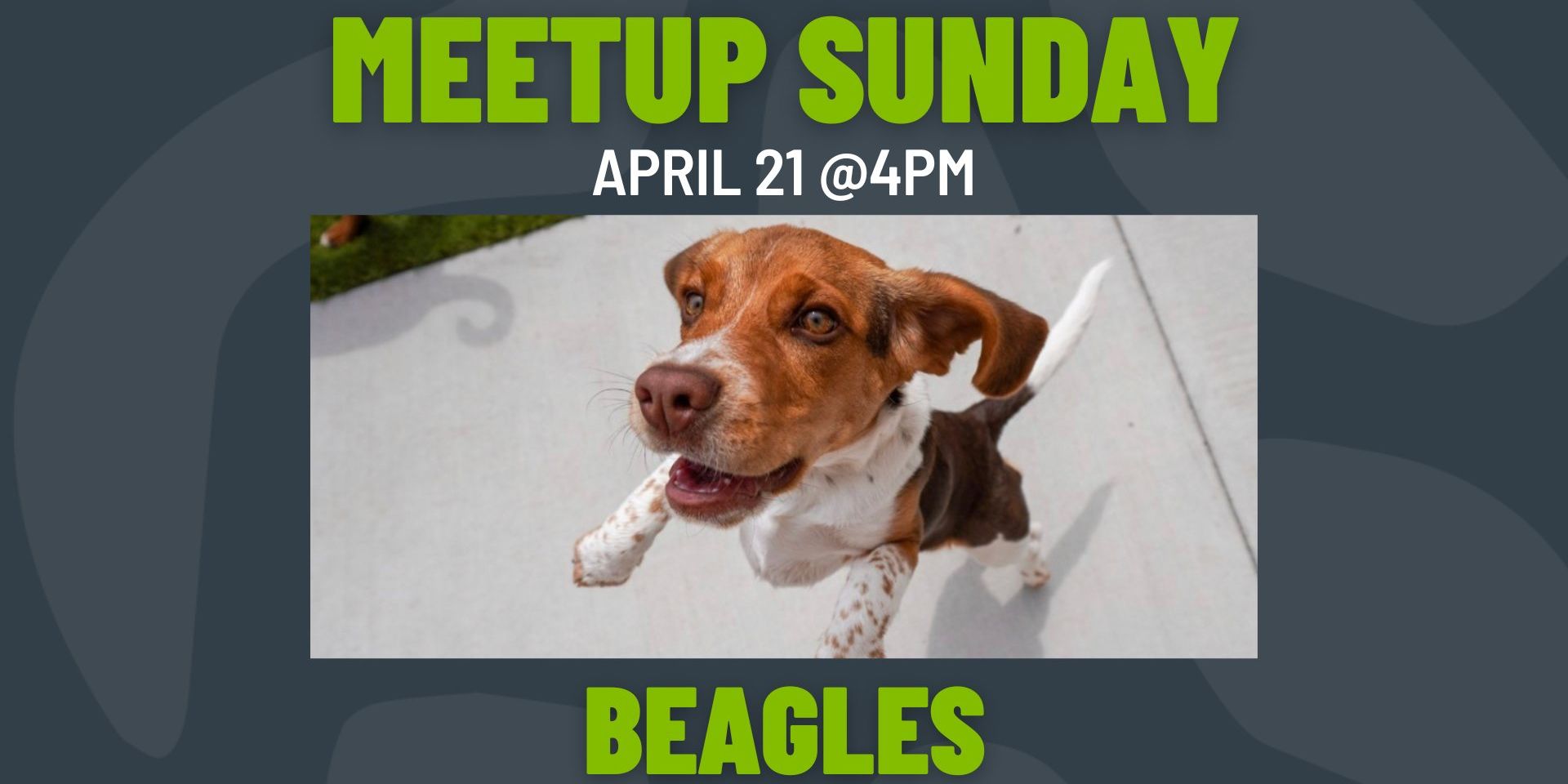Meetup Sunday: Beagles promotional image