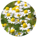 Chamomile from flowers as part of the best ashwagandha supplement