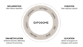 Exposome representation